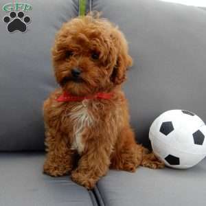 Benji, Cavapoo Puppy